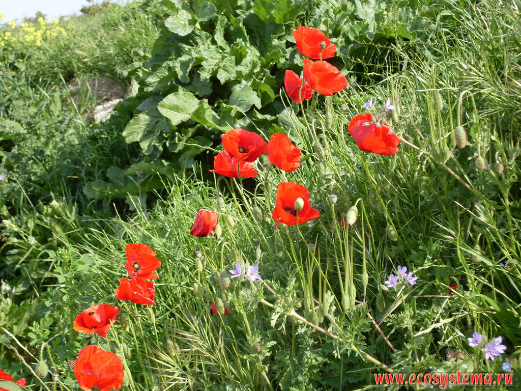 Common poppies (Papaver rhoeas) among spring grasses on the Cape Akra