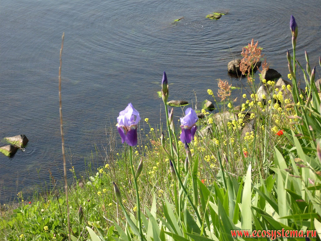 Flowering irises (presumably Bearded iris - Iris germanica) among the spring grasses on the Cape Akra