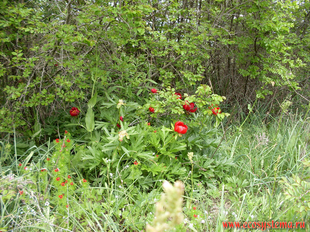 Two different types of peonies - Paeonia peregrina and narrow-leaved peony (Paeonia tenuifolia) among the spring grasses in the coastal meadow steppe on the foothills