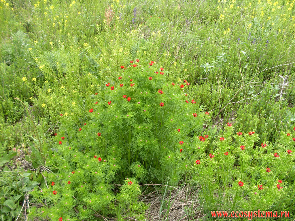Пион узколистный, или тонколистный, или воронец (Paeonia tenuifolia) среди весеннего разнотравья в приморской луговой степи на предгорной равнине между Чёрным морем и горами Странджа