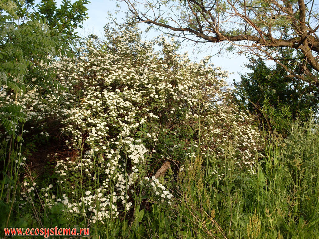 Куст цветущей алычи (слива растопыренная - Prunus cerasifera) на предгорной равнине между Чёрным морем и горами Странджа