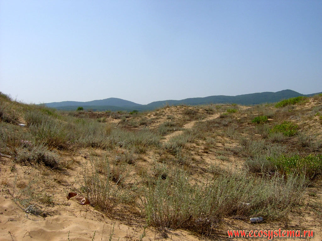 Естественные песчаные дюны с аридной (пустынной) растительностью на берегу Чёрного моря