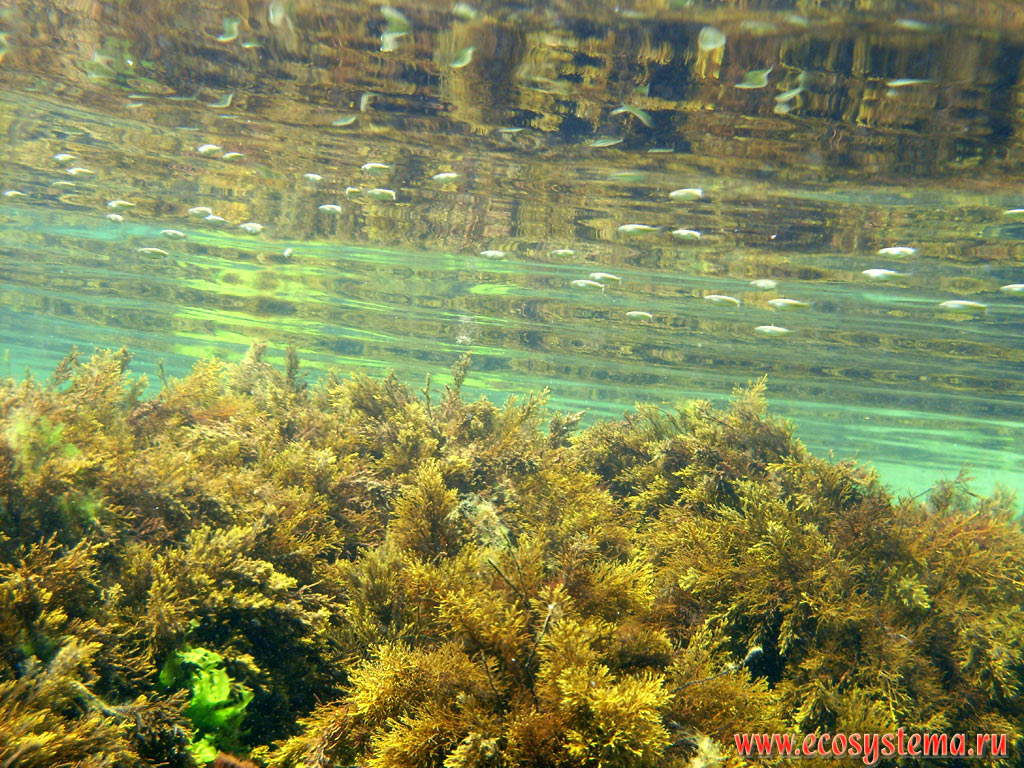 Подводная растительность и рыбы Чёрного моря: бурые водоросли цистозира, или цистозейра (род Cystoseira) на прибрежных камнях, а также мальки рыб