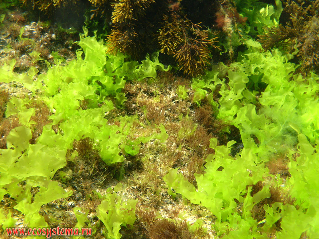 Подводная растительность Чёрного моря: зелёные и бурые водоросли (ульва, или морской салат - род Ulva и цистозира, или цистозейра - род Cystoseira) на прибрежных камнях