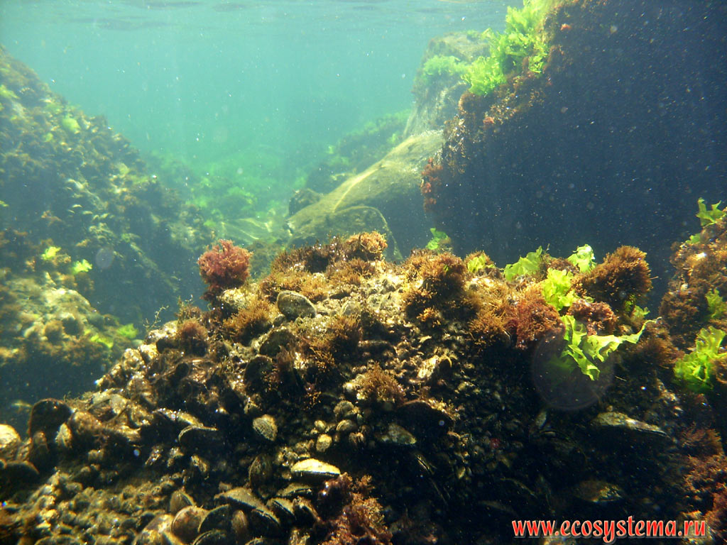 Underwater vegetation and animals of the Black sea: green (Ulva, or sea lettuces, or sea salad) and brown (Cystoseira) algae on the coastal rocks and bivalves – mussels (Mytinus)