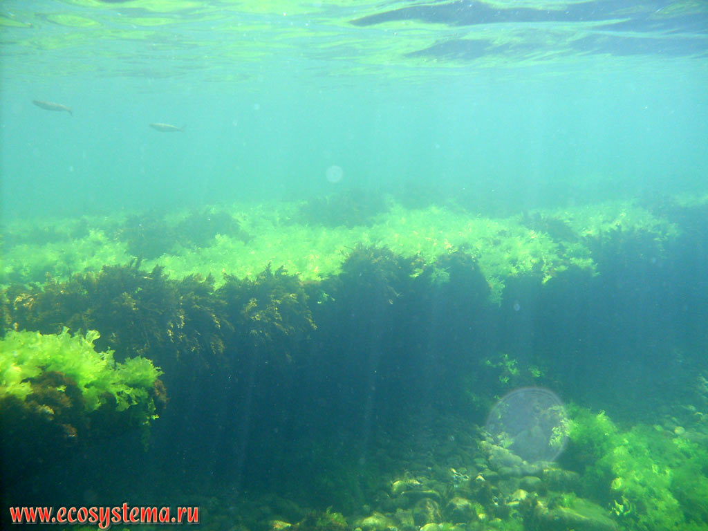 Подводная растительность Чёрного моря: зелёные (ульва, или морской салат - род Ulva) и бурые (цистозира, или цистозейра - род Cystoseira) водоросли на прибрежных камнях
