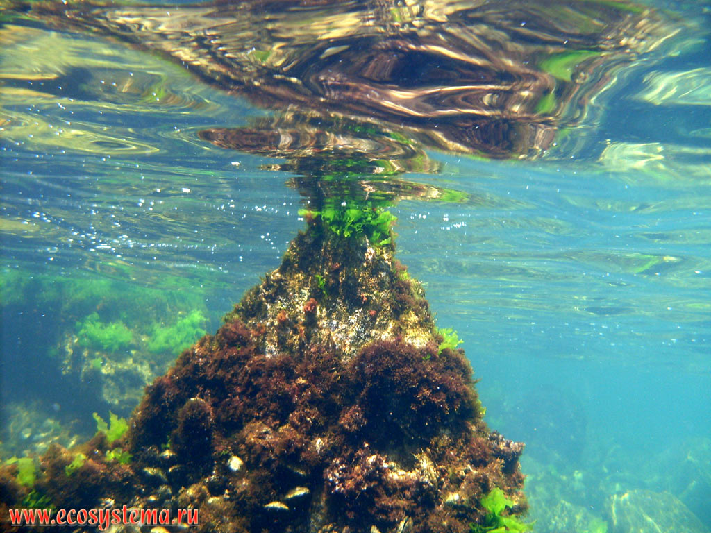 Подводная растительность Чёрного моря: зелёные (ульва, или морской салат - род Ulva) и бурые (цистозира, или цистозейра - род Cystoseira) водоросли на прибрежных камнях