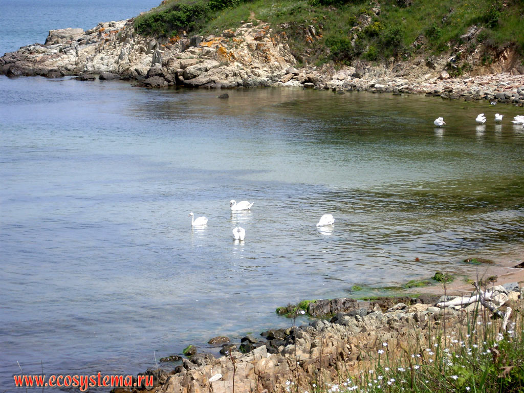 Лебеди-шипуны в заливе на берегу Чёрного моря в природном парке Ропотамо