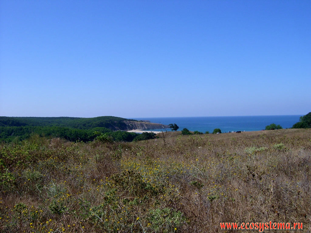 Луговая степь на краю поля и широколиственный лес (вдали) на берегу Чёрного моря