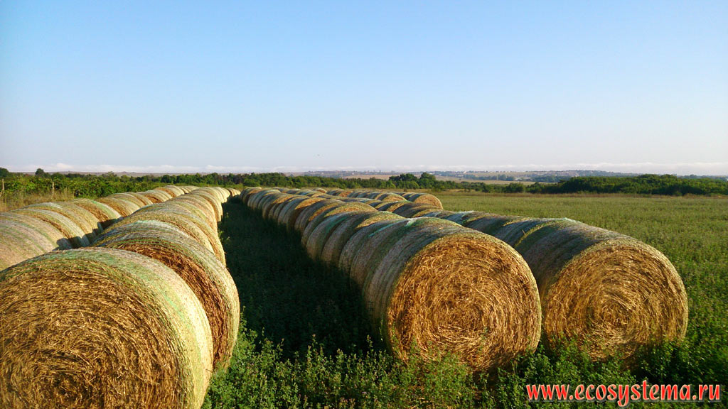 Rolled hay (grain-clover mixture for cattle) after mowing on the foothill plain between the Black sea and the Strandja (Strandzha) mountains
