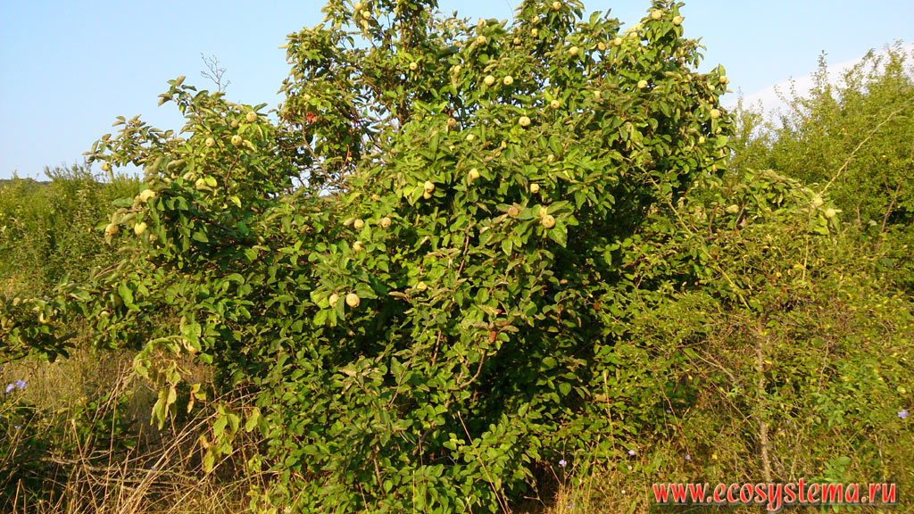 Общий вид дерева айвы обыкновенной (Cydonia oblonga) с плодами