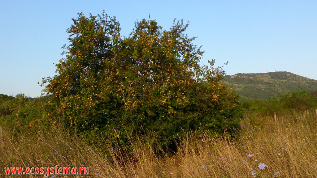 Общий вид куста алычи (сливы растопыренной - Prunus cerasifera) с плодами на предгорной равнине между Чёрным морем и горами Странджа