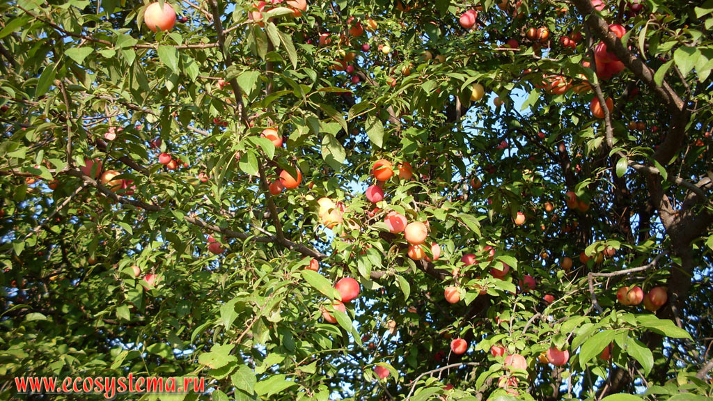 Зрелые красные плоды на кусте алычи (сливы растопыренной - Prunus cerasifera)