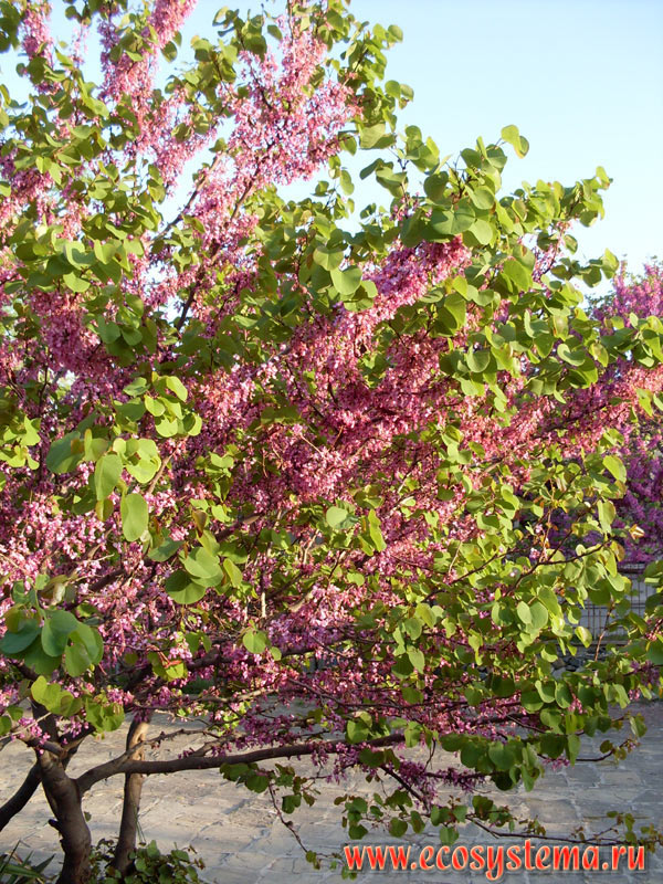Цветущее дерево багрянника (багряник, или церцис - род Cercis) на улицах города Созополя