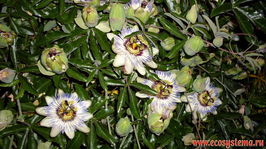 The flowers of the Blue Passionflower, or Bluecrown passion flower (Passiflora caerulea) in the village of Chernomorets