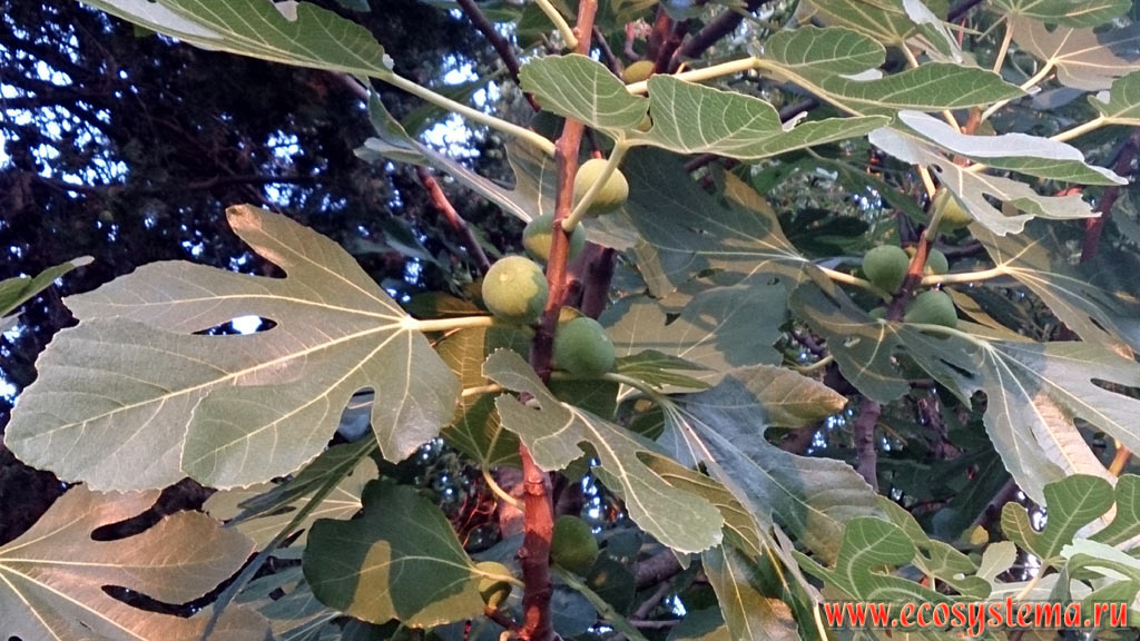Незрелые плоды инжира, или фиги, или смоковницы (Ficus carica)
