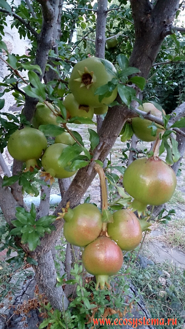 Immature fruits of pomegranate (Punica granatum) in the village of Chernomorets