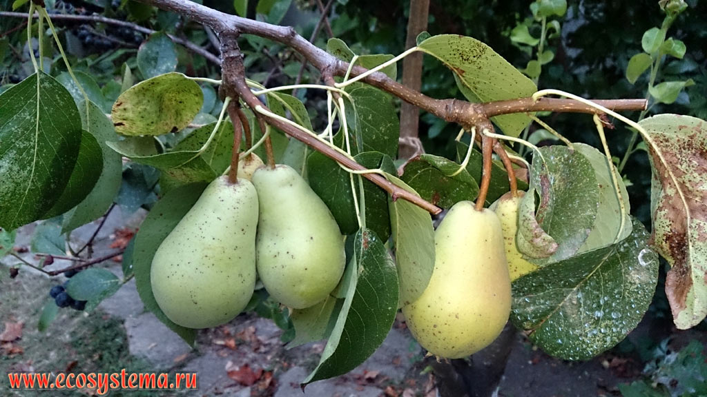 Fruits of pears (Pyrus communis) in the village of Chernomorets