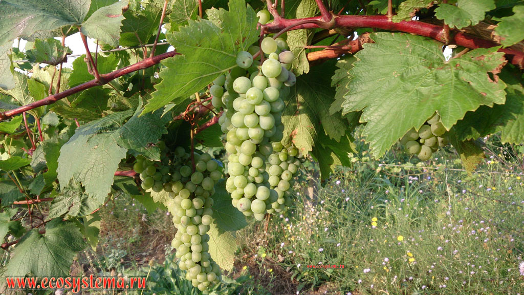 Незрелые плоды (гроздья) винограда (род Vitis) сорта Димят (белый столовый сорт) в винограднике на предгорной равнине
