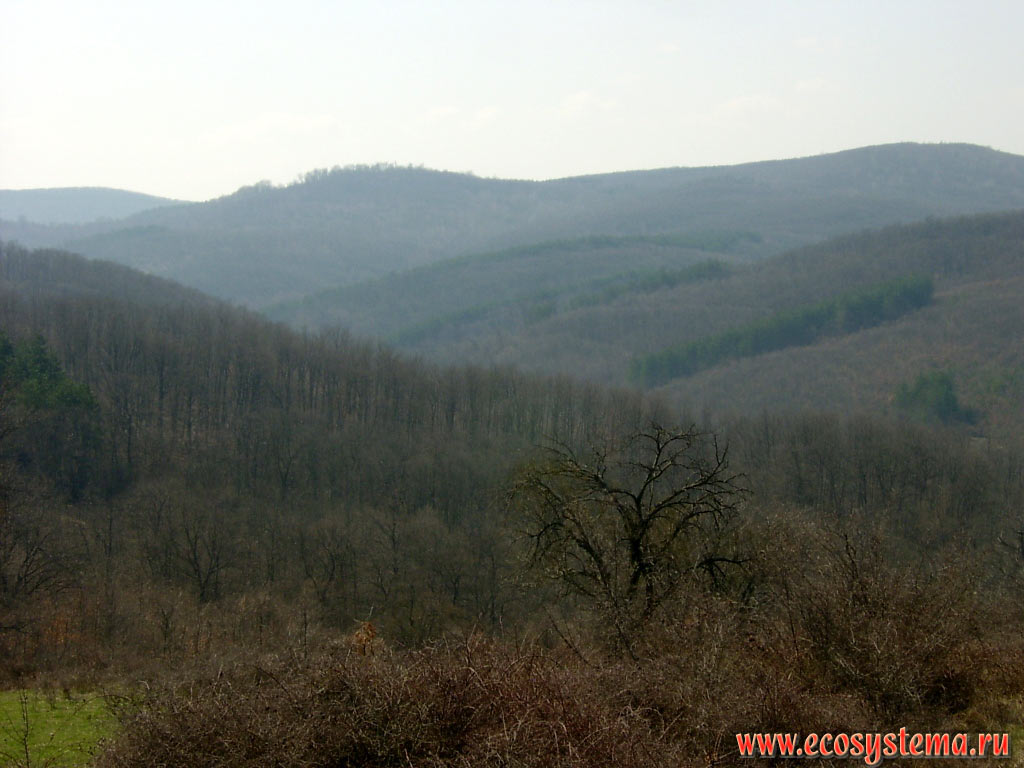Широколиственные леса с преобладанием дуба и бука на территории низкогорного массива Странджа
