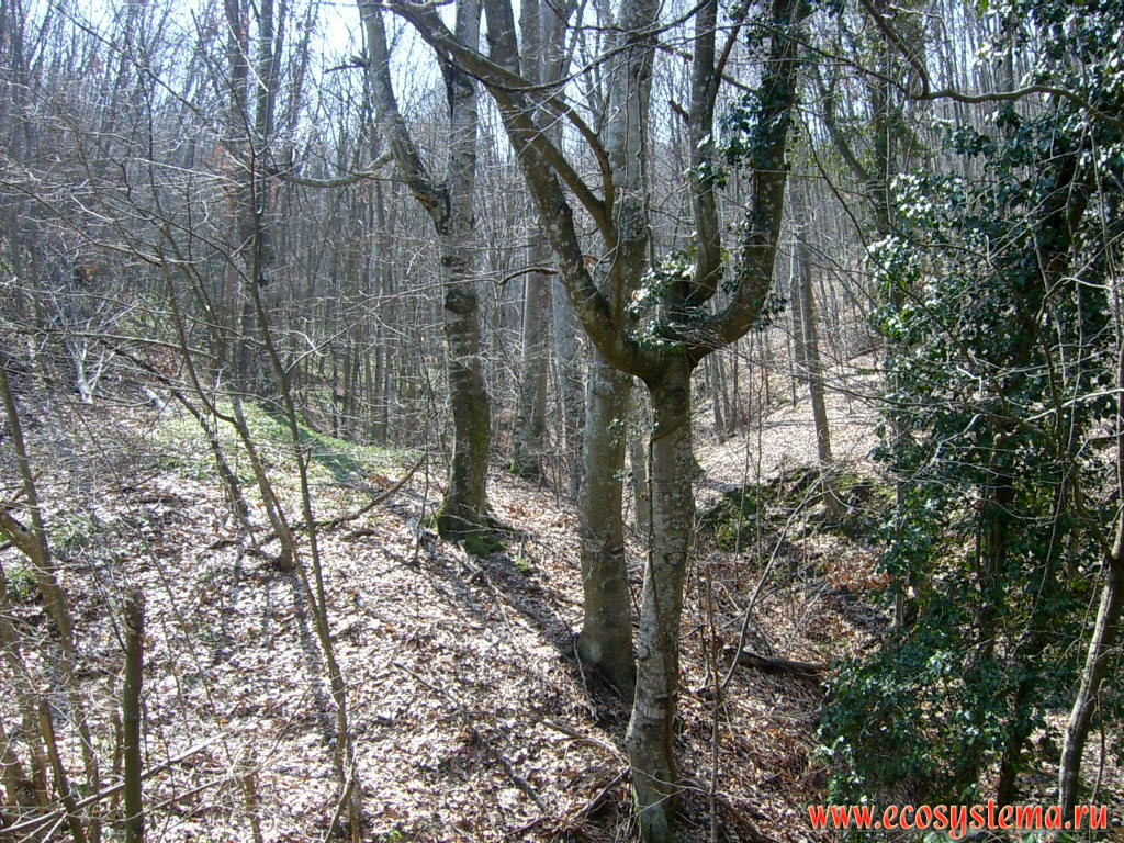 Буковый широколиственный лес на территории низкогорного массива Странджа - крупнейшего природоохранного района Болгарии - природного национального парка