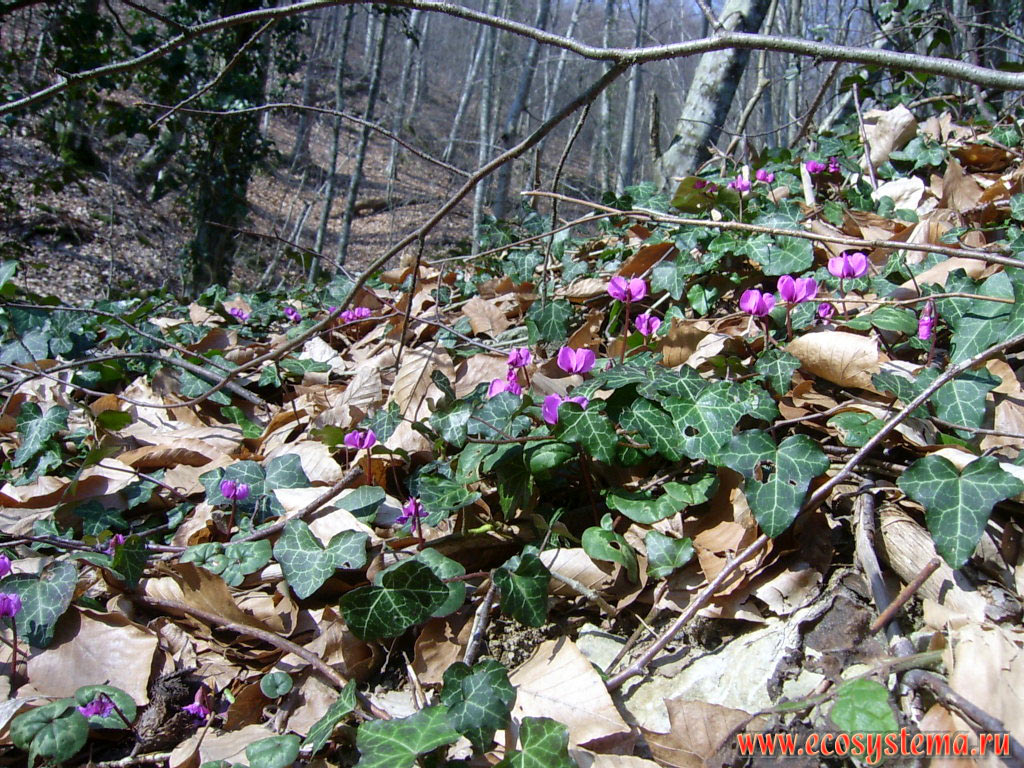 Цветущие цикламены (альпийские фиалки - род Cyclamen, семейства Первоцветные - Primulaceae) в буковом широколиственном лесу на территории низкогорного массива Странджа