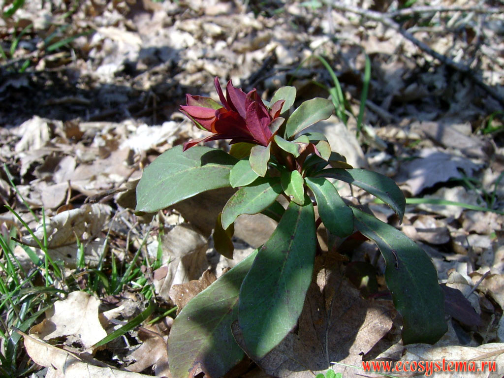 Молочай (вероятно миндалевидный - Euphorbia amygdaloides) в буковом широколиственном лесу на территории низкогорного массива Странджа