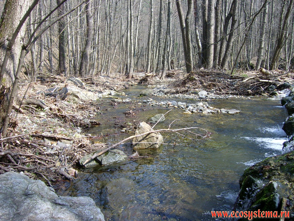 A small mountain stream in a broad-leaved forest on the territory of the low-mountain massif Strandja (Strandzha)