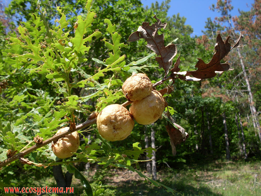 >Oak galls (Hymenoptera insect Cynipidae) on the branches of oak in a broad-leaved forest