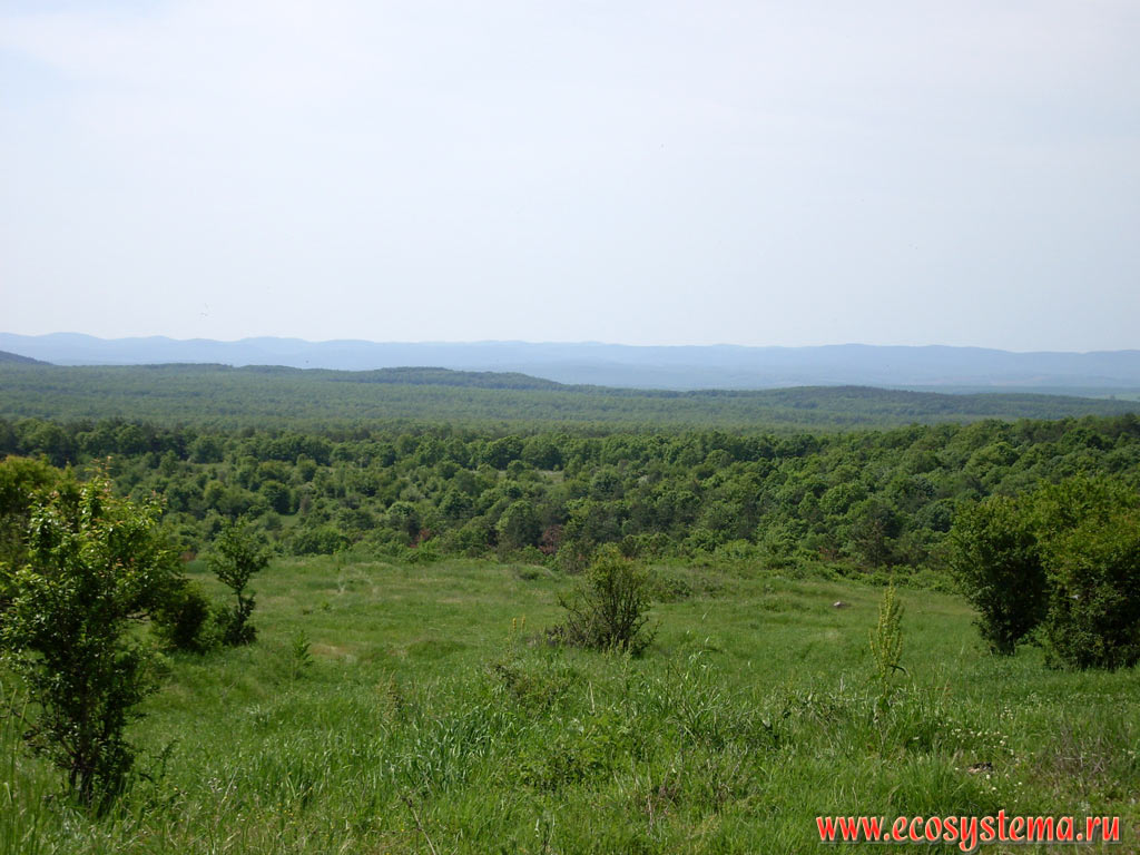 Широколиственные леса с преобладанием дуба и бука на территории низкогорного массива Странджа