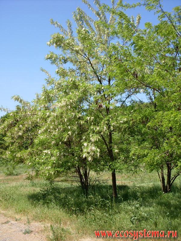 Цветущее дерево робинии ложноакациевой (лжеакация - Robinia pseudoacacia) на опушке широколиственного леса в низкогорном массиве Странджа