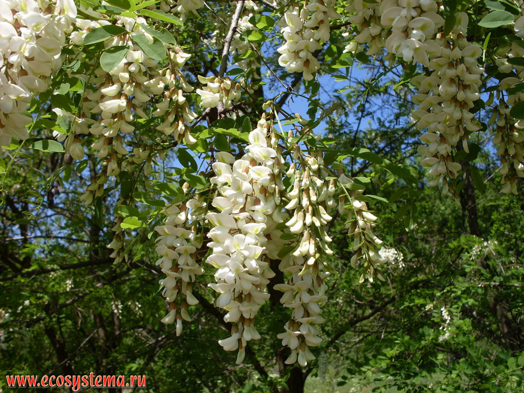 The flowers of the Black locust, or false acacia (Robinia pseudoacacia) on the edge of a deciduous forest in low mountain Strandzha