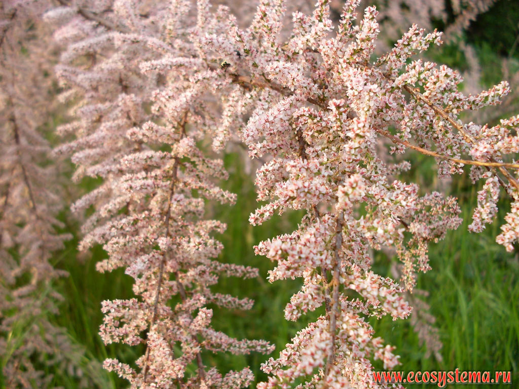 Цветки тамарикса (тамариск, или гребенщик - род Tamarix) на опушке широколиственного леса в низкогорном массиве Странджа