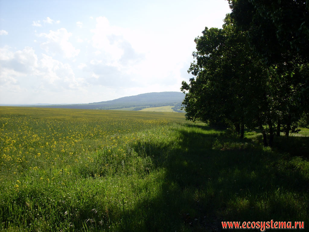 Agricultural meadow, sown grass-clover mixture and arugula (Eruca), and broad-leaved forest low-mountain of Strandja (Strandzha)
