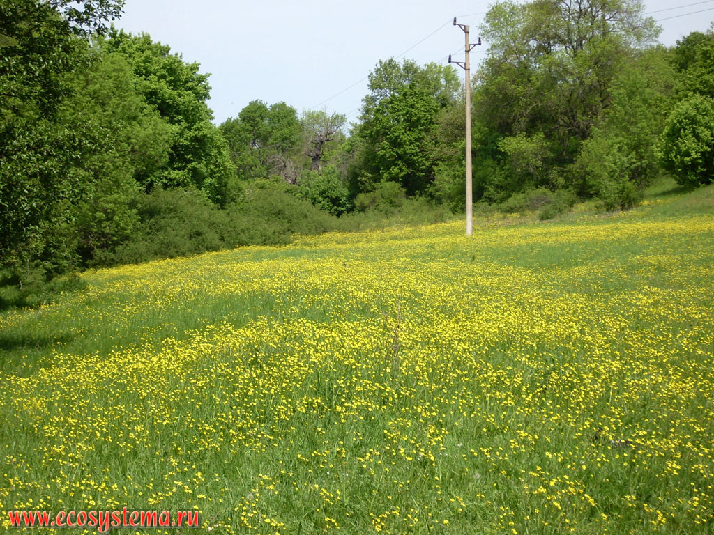 A waterlogged meadow overgrown with buttercups in the valley of the Ropotamo river in the territory of the low-mountain massif of Strandja