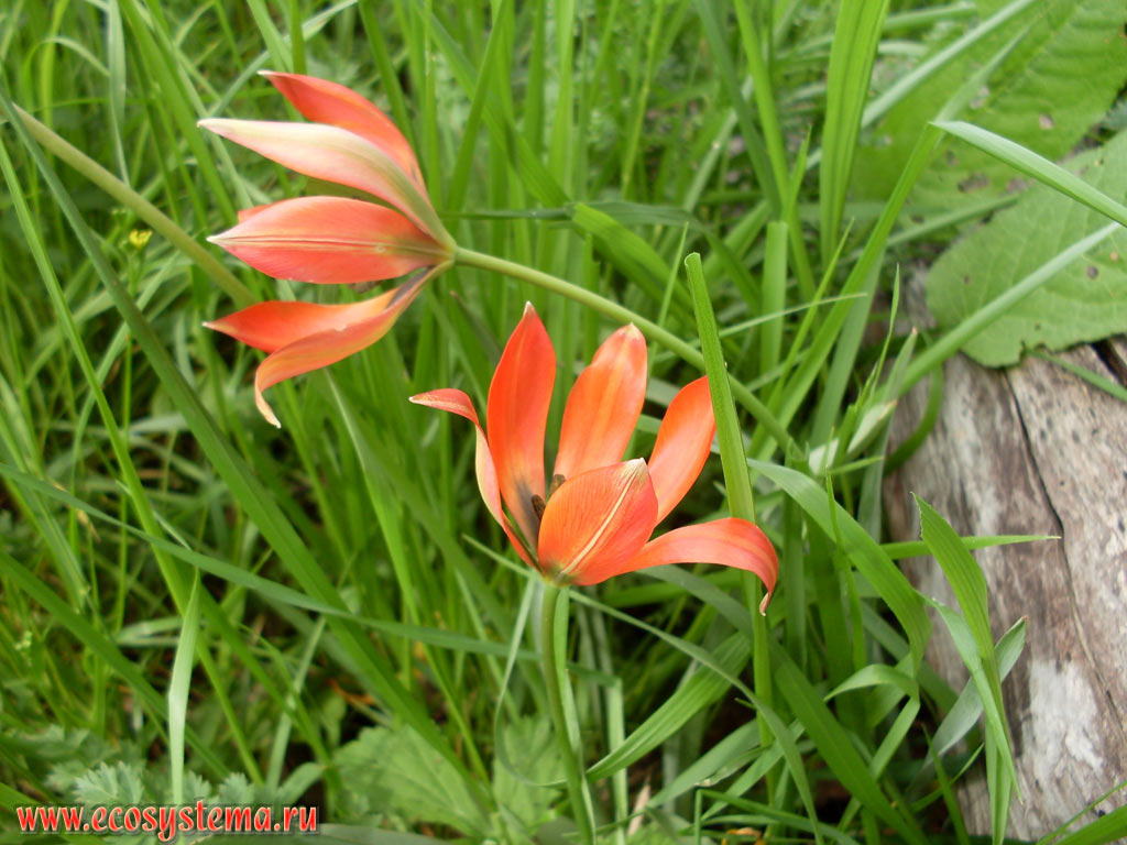 Orphaned Tulip (Tulipa orphanidea) on the wet meadow in the valley of the Ropotamo river in the territory of the foothills of the Strandja (Strandzha) massif