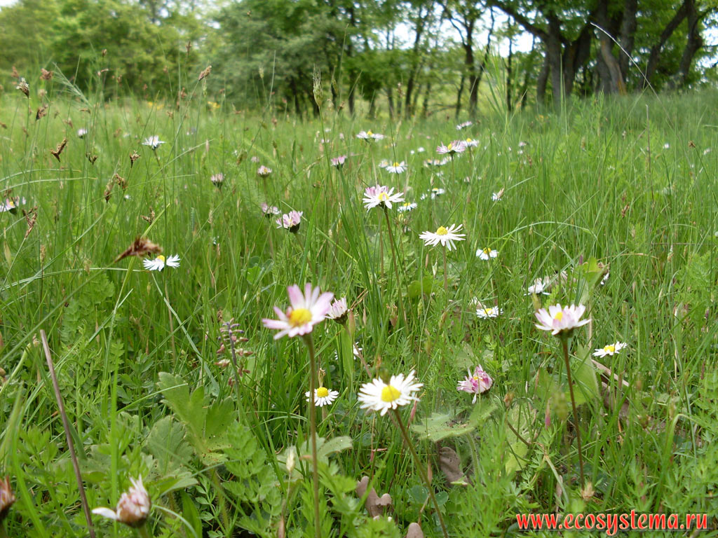 Daisies (genus Bellis) on the wet meadow in the valley of the Ropotamo river in the territory of the foothills of the Strandja (Strandzha) massif