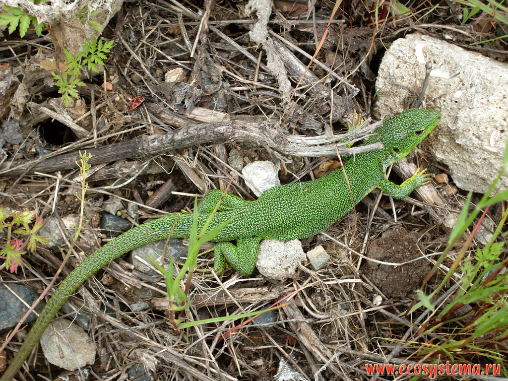 Самец зеленой ящерицы на берегу реки Ропотамо на территории низкогорного массива Странджа