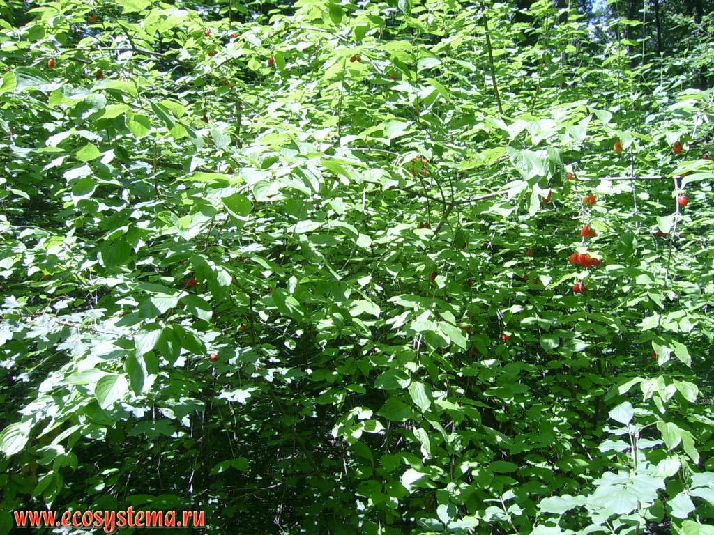 Cornelian cherry, European cornel or Cornelian cherry dogwood (Cornus mas) bush with fruits on the edge of a deciduous forest