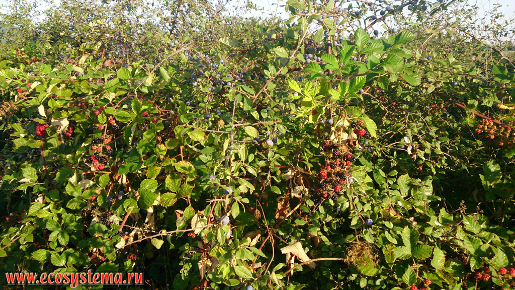 Thickets of Blackberry bush (Rubus fruticosus) with fruits on the edge of a deciduous forest in the foothills of the low mountain massif Strandja