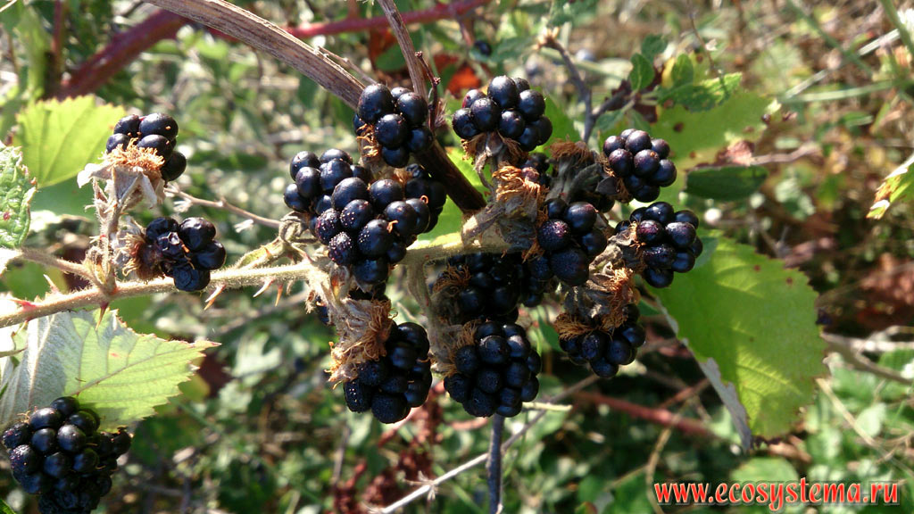 The fruit of the Blackberry bush (Rubus fruticosus) growing on the edge of deciduous forest