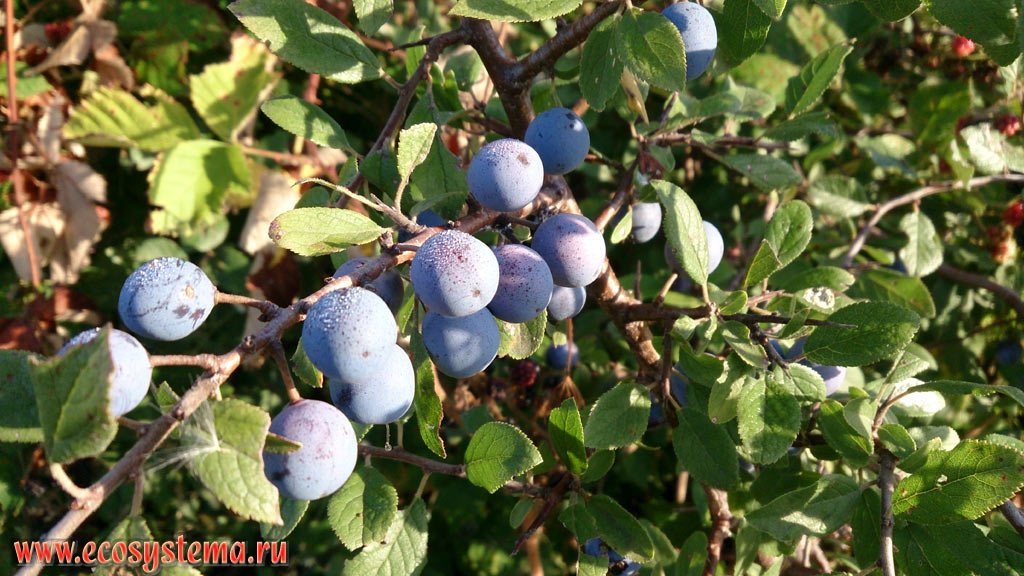Blackthorn or sloe (Prunus spinosa) with fruits on the edge of a deciduous forest in the foothills of the low-mountain massif Strandja