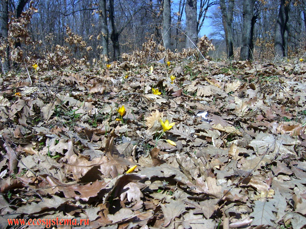 Yellow crocus or Dutch yellow crocus (Crocus flavus) - primroses from the family of Iris (Iridaceae) in oak deciduous forest in the Ropotamo reserve