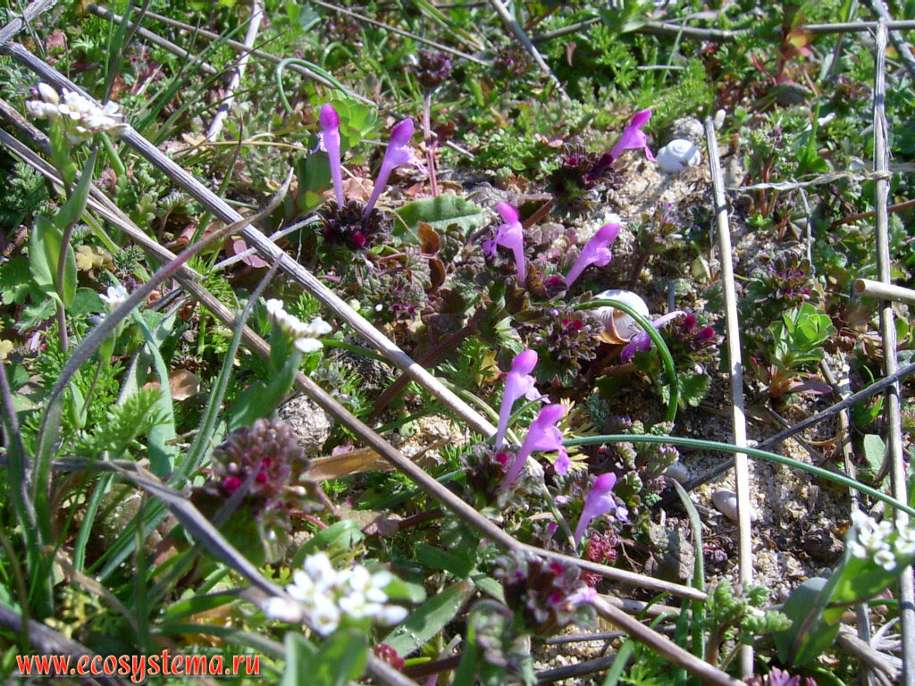 Dead-nettle (genus Lamium) in broad-leaved oak forest in the reserve (natural park) 