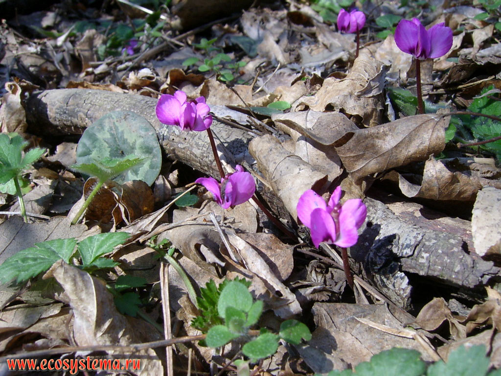 Cyclamens (Alpine violet from the Cyclamen genus, Primulaceae family) in the beech-oak deciduous forest