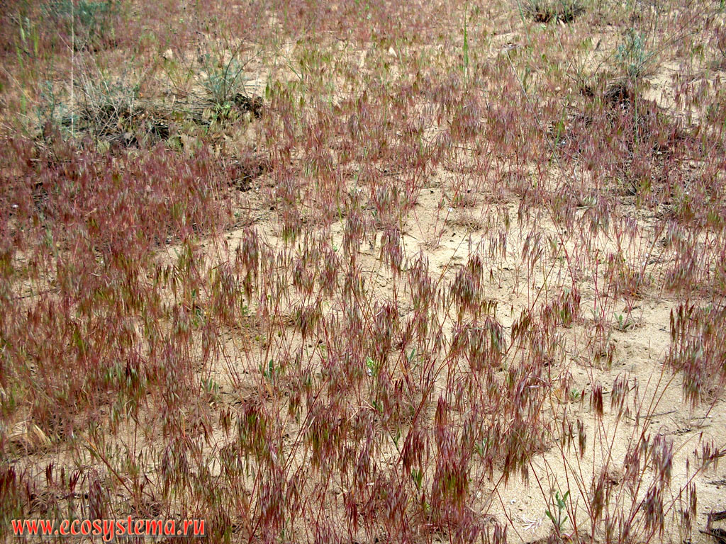 Костер (род Bromus, предположительно костёр мадридский - Bromus madritensis) на зарастающих песчаных дюнах на побережье Чёрного моря в дельте реки Ропотамо на территории резервата
