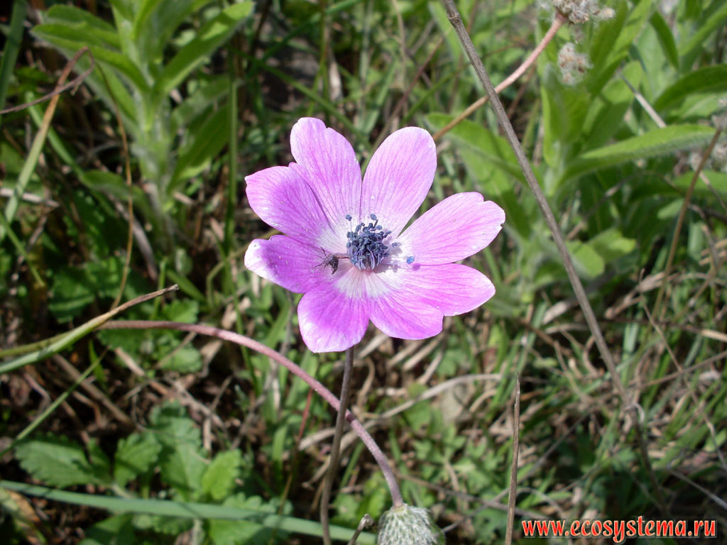 Anemone (genus Anemone) among the spring grasses on the outskirts of the agricultural field in the Delta of the Ropotamo river