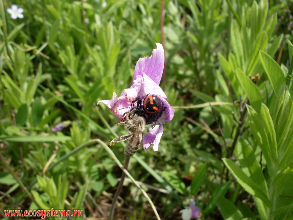Mediterranean, or European black widow (Latrodectus tredecimguttatus) eats honeybee on the flower of anemone