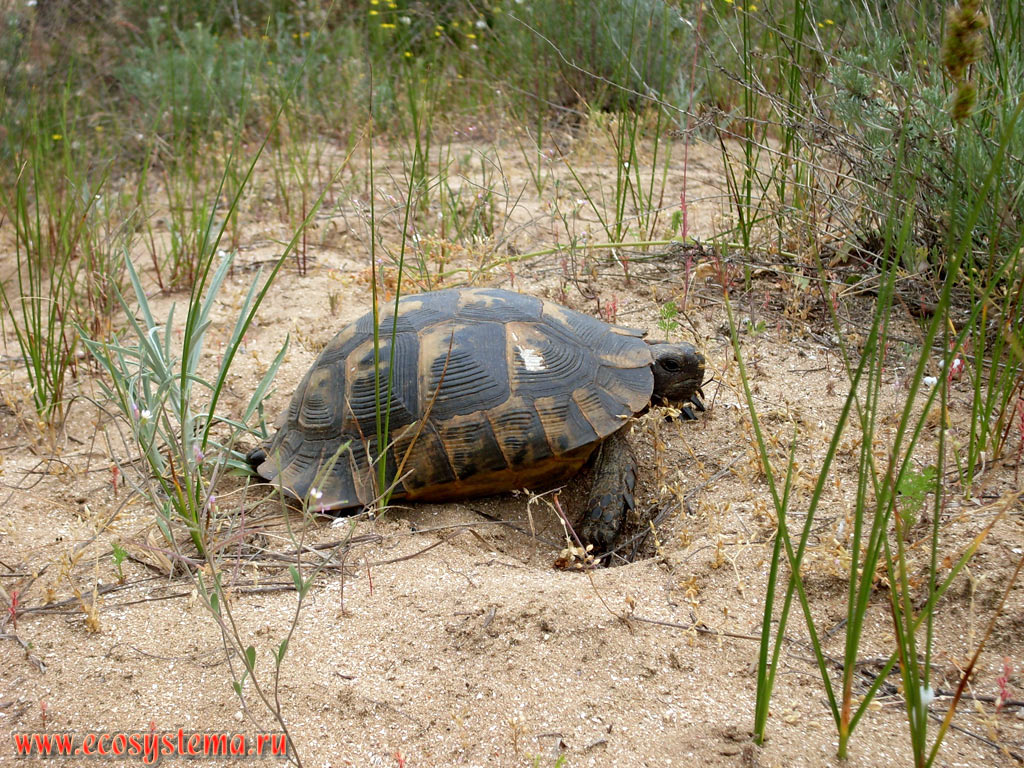 Greek tortoise, or spur-thighed tortoise (Testudo graeca) on the sand dunes near the Black sea