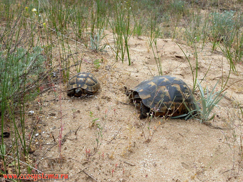 Пара средиземноморских черепах (Testudo graeca) в сезон размножения на песчаных дюнах на берегу Чёрного моря в дельте реки Ропотамо